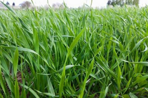 Ceny zbóż na giełdach towarowych (13.07.2025)