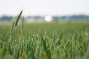 Rynek zbóż w Polsce (9.02.2025)