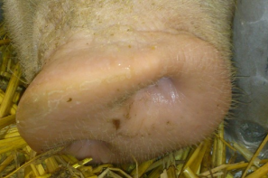 Ceny skupu świń rzeźnych (9.02.2025)