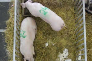 Ceny skupu świń rzeźnych (26.05.2024)