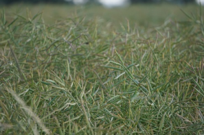 Ceny rzepaku i produktów jego przerobu (12.10.2025)