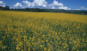 Ceny rzepaku i produktów jego przerobu (1.02.2026)