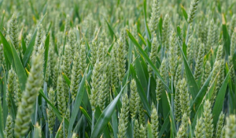 Produkcja zbóż i rzepaku w Kanadzie wzrośnie w tym roku