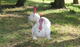 Ceny drobiu w Polsce (11.01.2026)