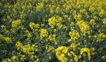 Ceny rzepaku i produktów jego przerobu (23.11.2025)