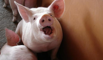 Ceny skupu świń rzeźnych (1.02.2026)