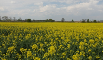 Ceny rzepaku, oleju i śruty – 10.05.2026