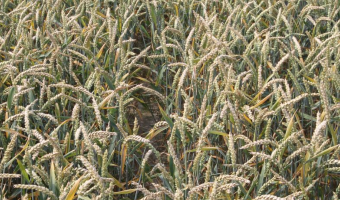 Rynek zbóż w Polsce (8.03.2026)