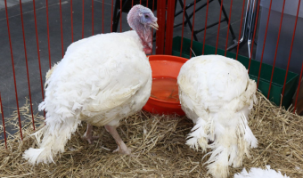 Aktualna sytuacja epidemiologiczna dot. wysoce zjadliwej grypy ptaków (HPAI)