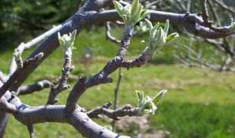 Pomoc dla sadowników – wyjaśnienia MRiRW