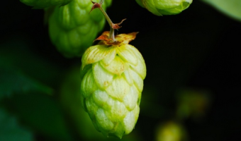 KPO: MRiRW informuje o zmianie regulaminu dla MŚP i przesunięciu terminu końcowego rozliczenia inwestycji przez producentów chmielu