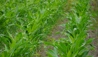 Większe zbiory kukurydzy w sezonie 2025/2026