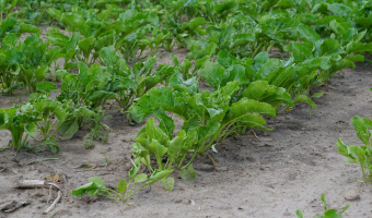 Problemy ze zwalczaniem szarka komośnika – wyjaśnienia MRiRW