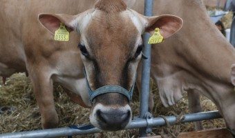 Pogłowie świń i bydła w Polsce