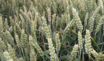 Prognozowane zmiany w amerykańskim areale i wzrost zapasów starego ziarna