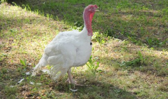 Stwierdzenie ognisk rzekomego pomoru drobiu (ND) u drobiu w 2026 r.