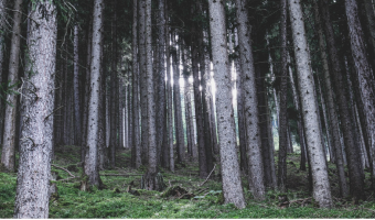 Zagospodarowanie lasu