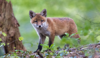 Komunikat Głównego Lekarza Weterynarii zawierający aktualizację sytuacji epidemiologicznej dot. wścieklizny w 2025 roku