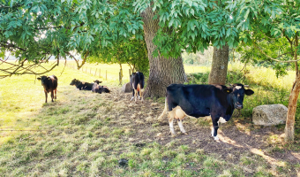 Wymóg produkcji zwierzęcej na cennych siedliskach?