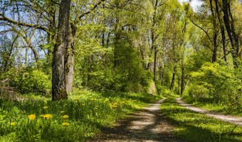 Powierzchnia gruntów leśnych