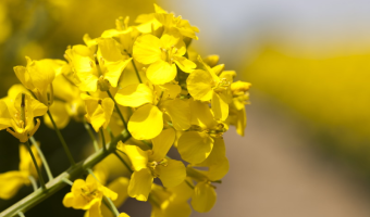 Biofungicydy – nowe możliwości w ochronie rzepaku