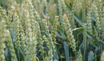 IGC podnosi nadal swoje prognozy produkcji zbóż w sezonie 2025/26