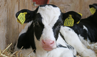 Komunikat Głównego Lekarza Weterynarii dotyczący stwierdzenia na Sardynii we Włoszech ogniska choroby niebieskiego języka (BT) serotyp 5