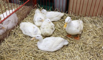 Stwierdzenie ognisk wysoce zjadliwej grypy ptaków (HPAI) u drobiu nr 125-127 w 2025 r.