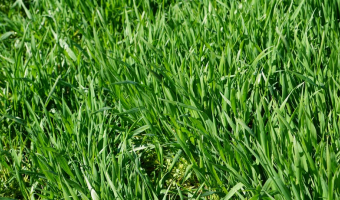 Ceny zbóż na giełdach towarowych (22.02.2026)