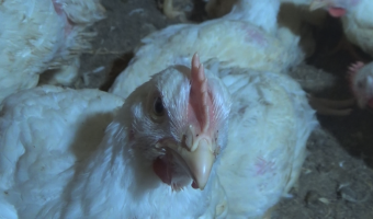 Ceny drobiu w Polsce (21.12.2025)