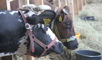 Stwierdzenie ognisk choroby niebieskiego języka (BT) nr 77-81 w 2025 r.