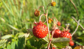 Nowe ułatwienia w eksporcie produktów roślinnych - wprowadzono instytucję „zaufanego eksportera”