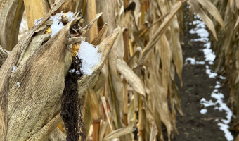 Czy kampania kukurydziana zakończy się w tym roku?