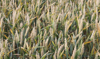 Raport o stanie rolnictwa ekologicznego w Polsce w latach 2021-2022