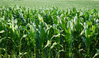 Sytuacja na krajowym rynku kukurydzy