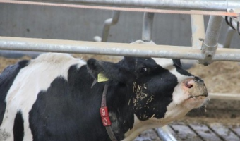 Ognisko pryszczycy (FMD) w Grecji