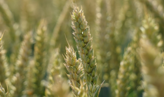 Ceny netto skupu zbóż na rynku krajowym według GUS w listopadzie 2025 r.