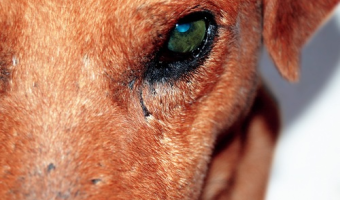 Komunikat Głównego Lekarza Weterynarii dotyczący kontroli schronisk dla zwierząt w związku z trudnymi warunkami atmosferycznymi