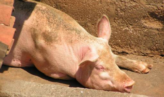 Ceny skupu świń rzeźnych (8.03.2026)