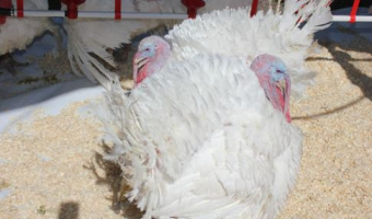 Ceny drobiu w Polsce (15.02.2026)