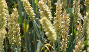 USDA: Globalna nadpodaż pszenicy potwierdzona. Presja z Argentyny i Rosji narasta