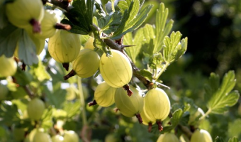 Ocena polowa plantacji nasiennych w 2026 r.