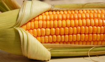 Handel zagraniczny ziarnem kukurydzy