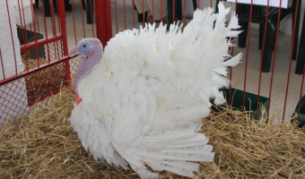 Ceny drobiu w Polsce (25.01.2026)