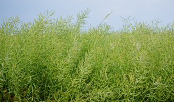 Ceny rzepaku i produktów jego przerobu (18.01.2026)