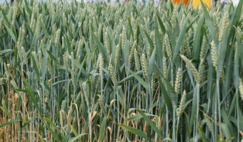 Polska najtańszym rynkiem zbóż w UE – ceny pod presją podaży