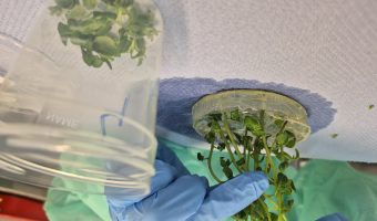 Badania laboratoryjne roślin ziemniaka in vitro metodą immunofluorescencji pośredniej