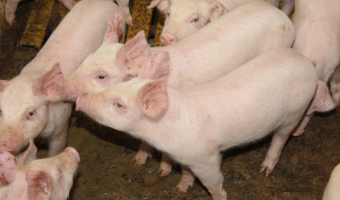 Nowe przepisy o zdrowiu zwierząt - ułatwienia dla rolników od 18 marca