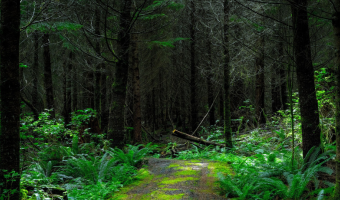 Zasoby leśne w Polsce