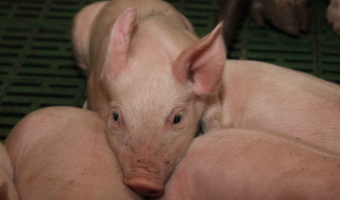 Ceny żywca wieprzowego, wołowego i drobiowego (4.01.2026)